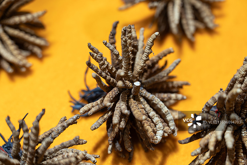 四川阿坝州特产：冬虫夏草图片素材