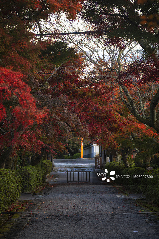日本滋贺县西教寺的秋季风光图片素材