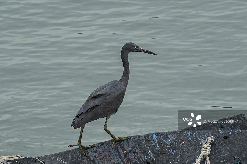 海边黑色岩鹭鸟类摄影图片素材