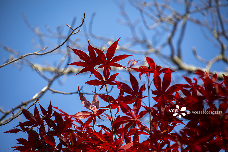日本京都赤山禅院的秋季风光图片素材