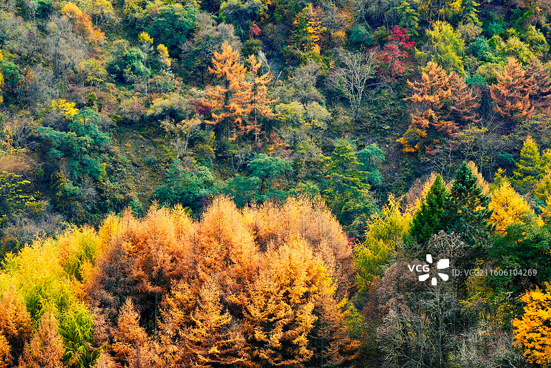 四川卧龙甘海子图片素材