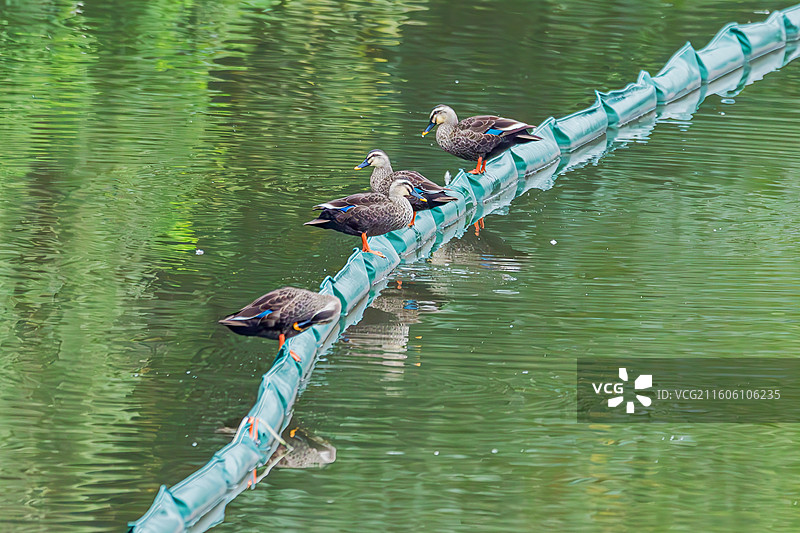 斑嘴鸭图片素材