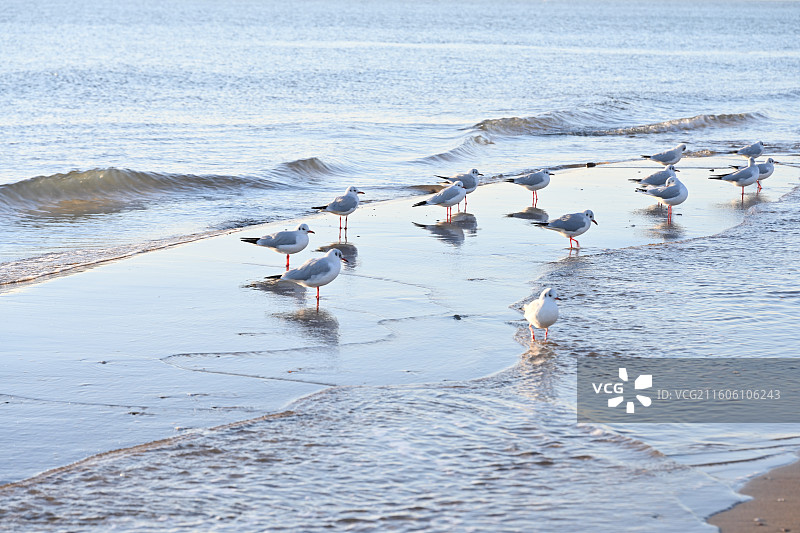 秦皇岛昌黎县阿那亚黄金海岸日出时分图片素材