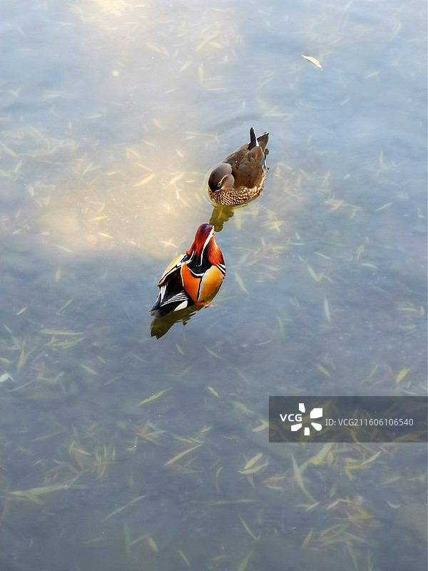 约会，冬日暖阳下龙潭公园里的鸳鸯图片素材