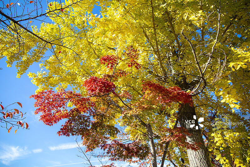 日本京都长冈天满宫的秋季风光图片素材