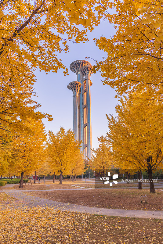 奥林匹克塔银杏图片素材