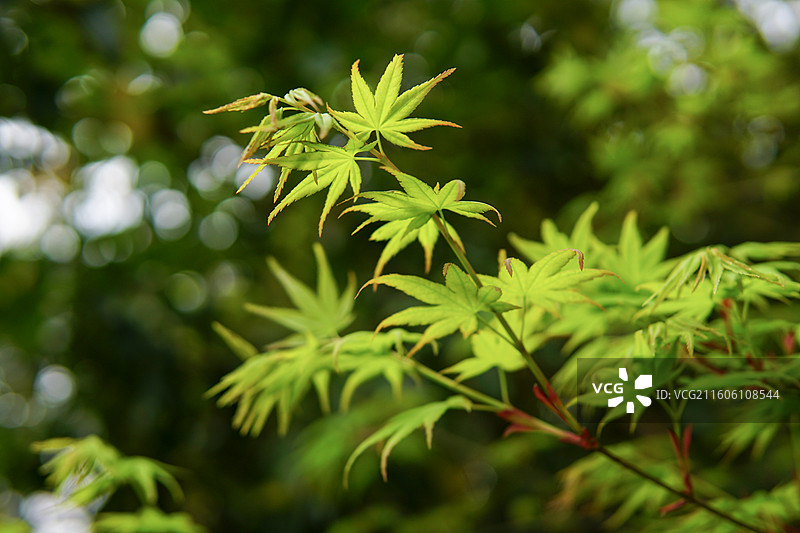 一组绿色的枫叶景色特写，中式意境，拍摄于南通啬园图片素材