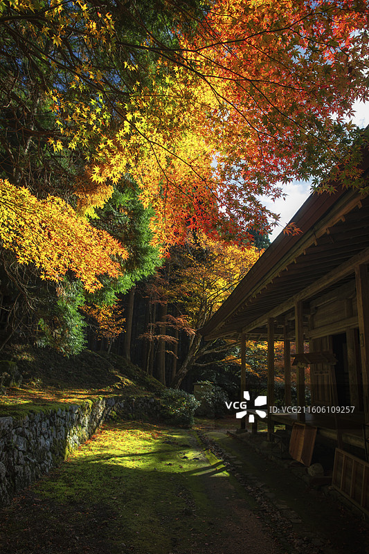日本京都大原来迎院的秋季风光图片素材