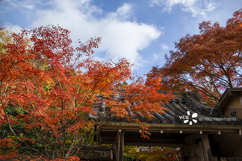 日本京都大原宝泉院的秋季风光图片素材