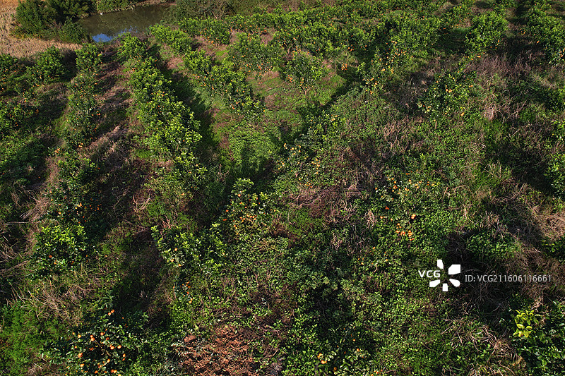 四川江油双河镇桂花村桔园丰收纪实全景图片素材