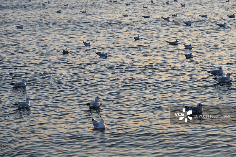 秦皇岛昌黎县阿那亚黄金海岸日出时分橘子海里的海鸥图片素材