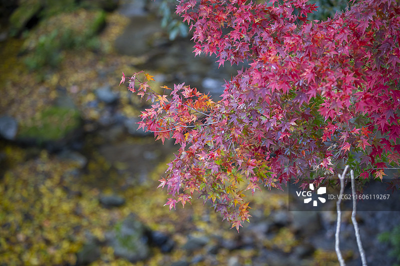 日本滋贺县比叡山坂本的秋季风光图片素材