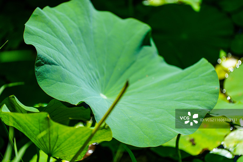 荷叶与荷花图片素材