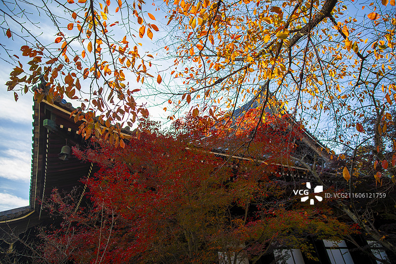 日本京都光明寺的秋季风光图片素材