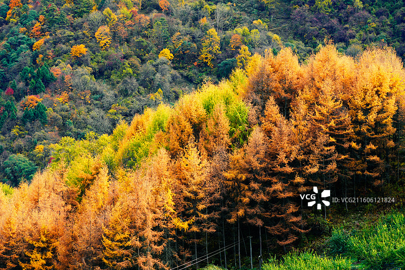 四川卧龙镇甘海子图片素材