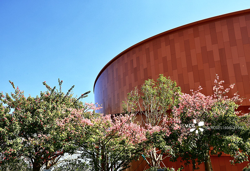 异木棉花开图片素材