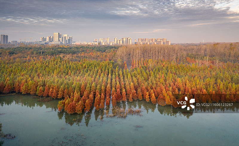 安徽庐阳董铺国家湿地公园红杉林美景图片素材
