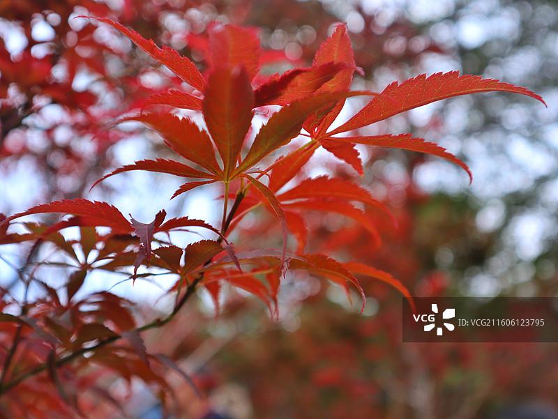 帽峰山枫叶特写图片素材