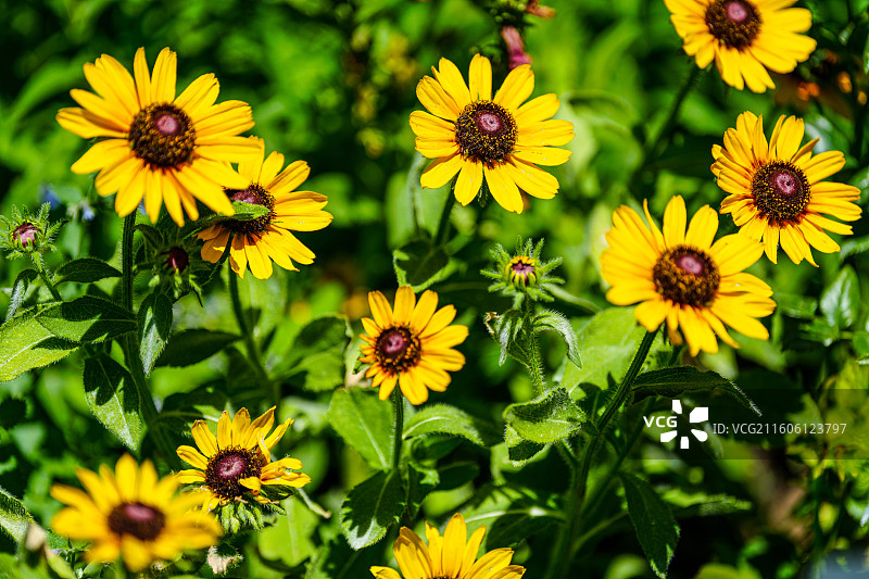 金太阳金光菊图片素材