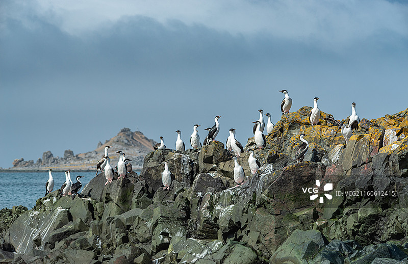 南极乔治王岛，岩石上站立着一群蓝眼鸬鹚图片素材