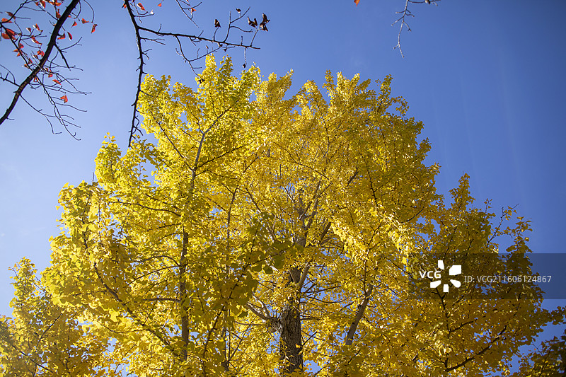 日本京都长冈天满宫的秋季风光图片素材