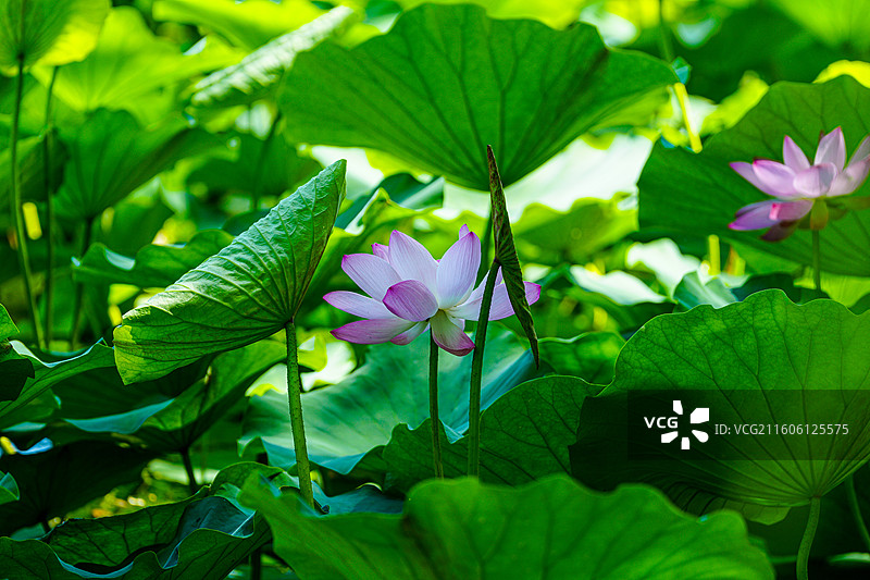 荷叶与荷花图片素材