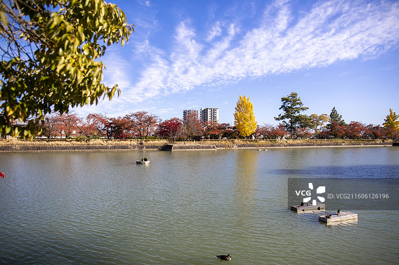 日本京都长冈天满宫的秋季风光图片素材
