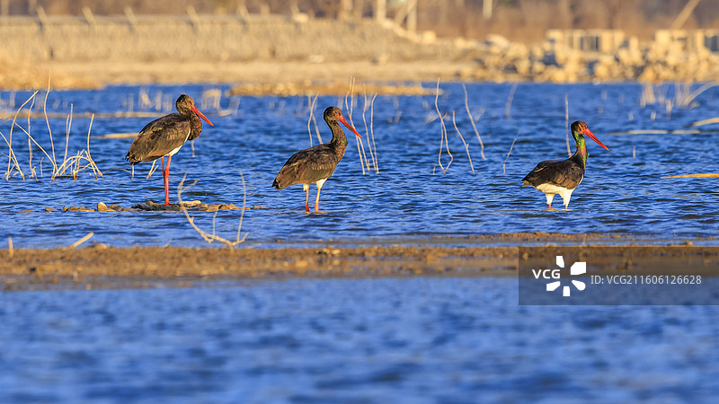 小雪时节北京昌平十三陵水库邂逅国家二级保护动物黑鹳图片素材