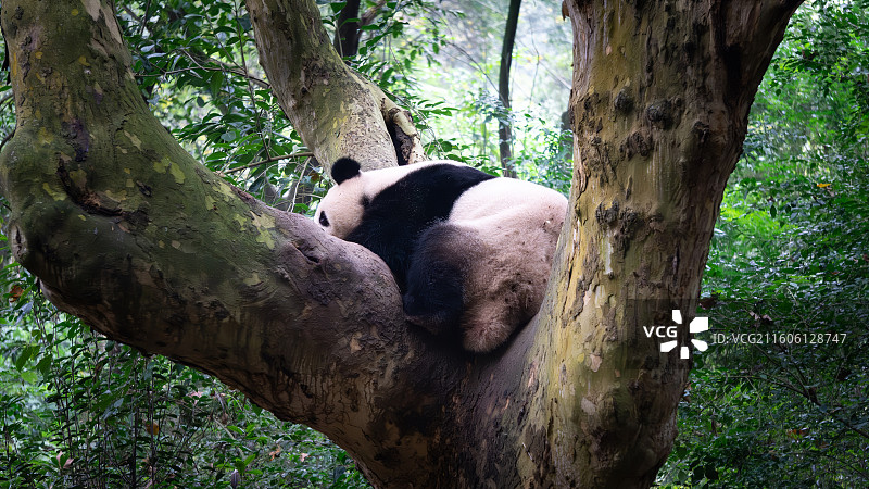 成都大熊猫繁育研究基地——大熊猫图片素材