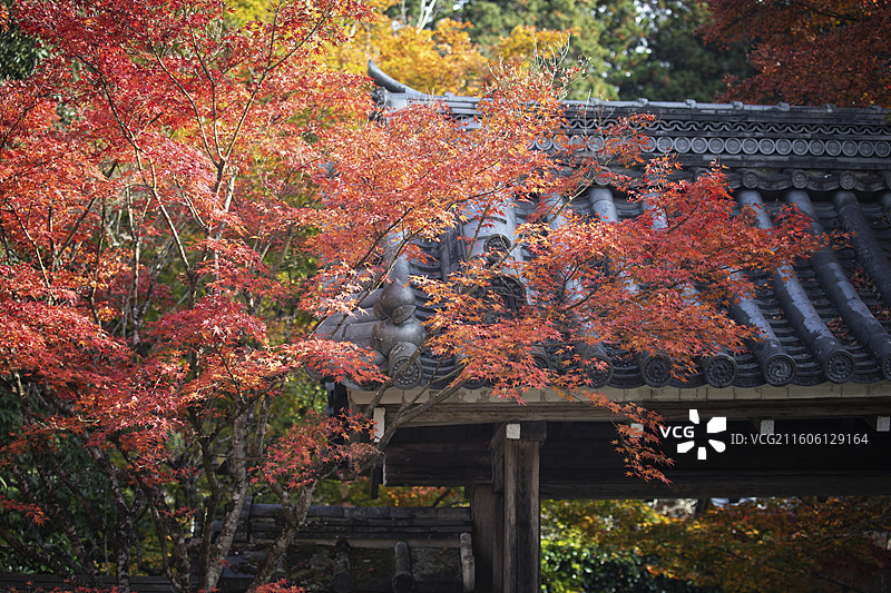 日本京都大原宝泉院的秋季风光图片素材