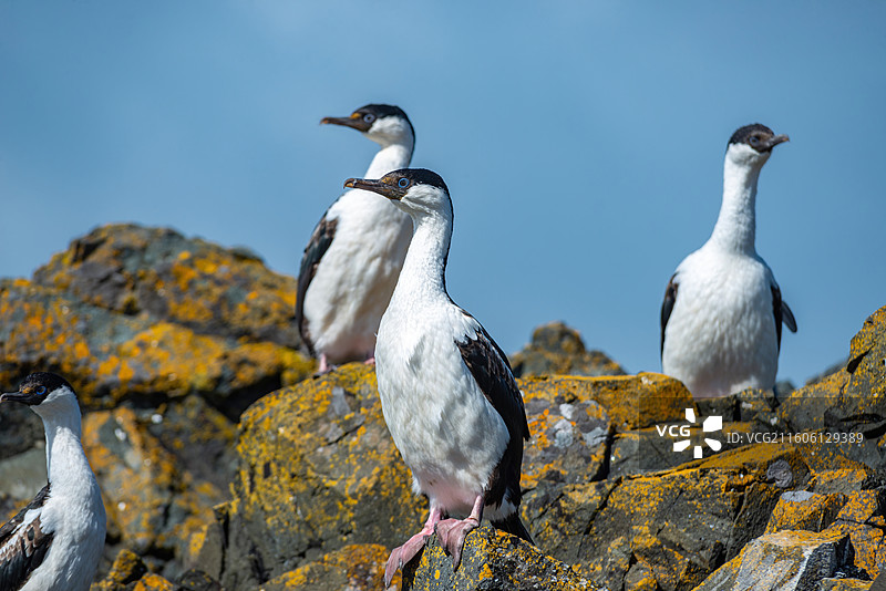 南极乔治王岛，岩石上站立着一群蓝眼鸬鹚图片素材