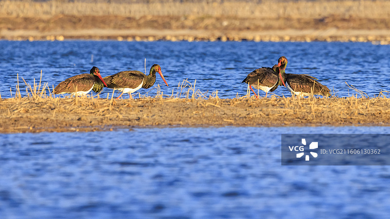 小雪时节北京昌平十三陵水库邂逅国家二级保护动物黑鹳图片素材