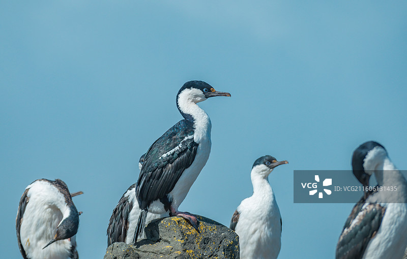 南极乔治王岛，岩石上站立着一群蓝眼鸬鹚图片素材