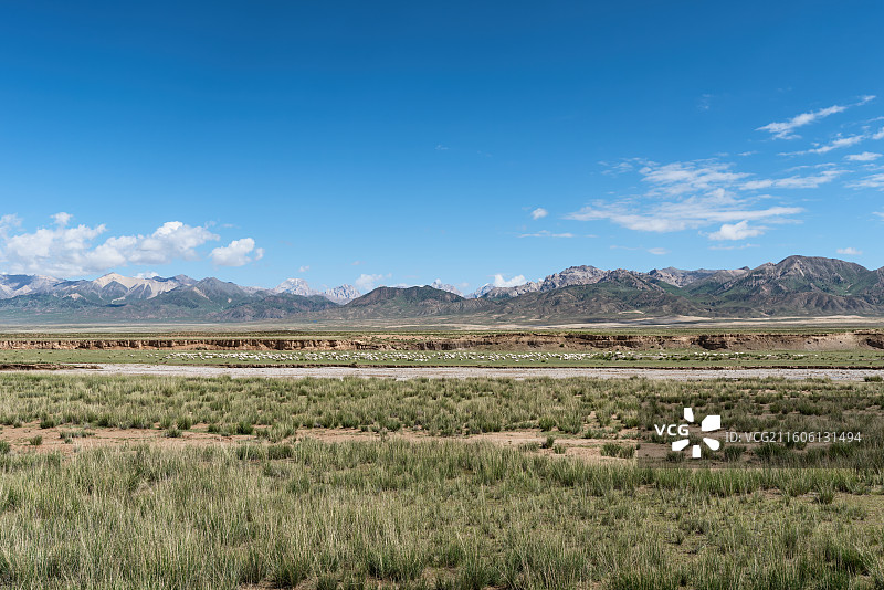 青海海西巴音河牧区草原羊群自然景观图片素材