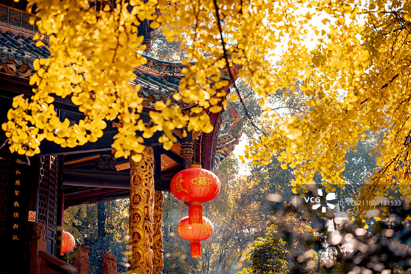 成都青羊宫银杏图片素材