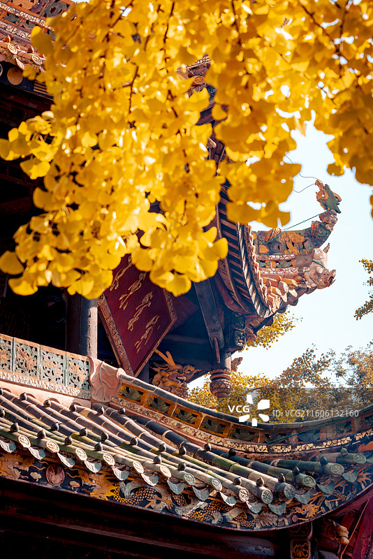 成都青羊宫银杏图片素材