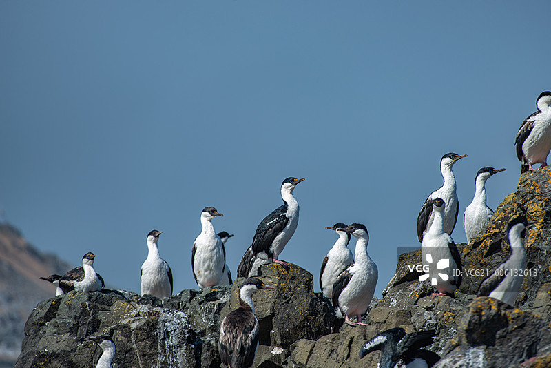 南极乔治王岛，岩石上站立着一群蓝眼鸬鹚图片素材