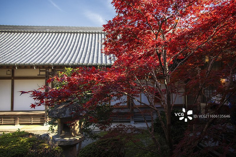 日本京都光明寺的秋季风光图片素材