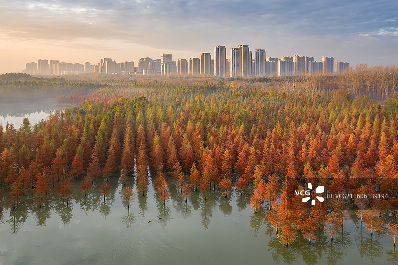 安徽庐阳董铺国家湿地公园红杉林美景图片素材