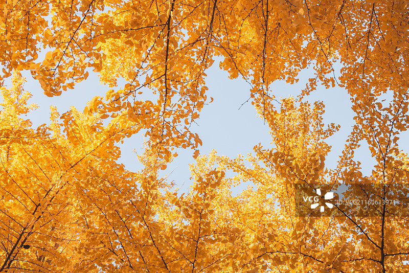 奥林匹克塔银杏图片素材