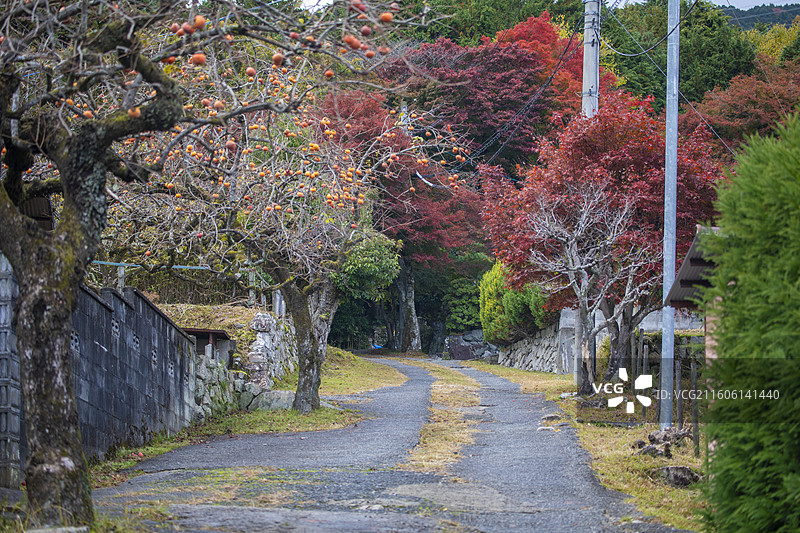 日本滋贺县比叡山坂本的秋季风光图片素材