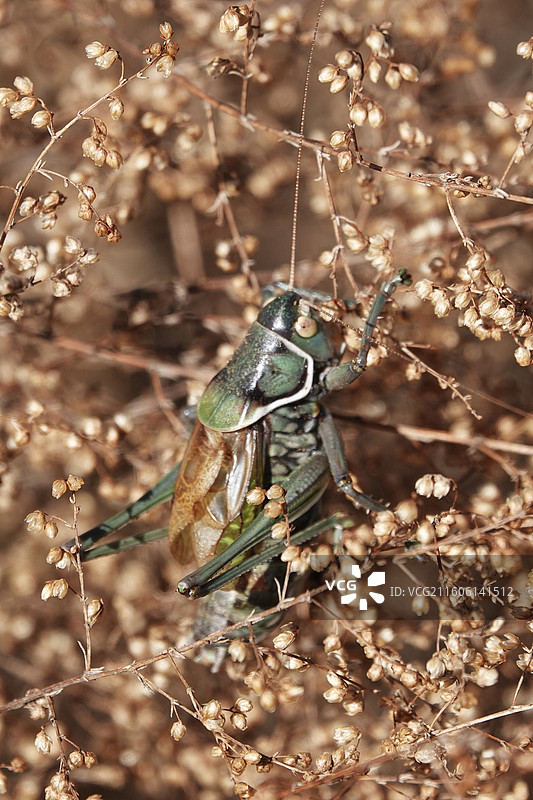 昆虫记｜优雅蝈螽图片素材