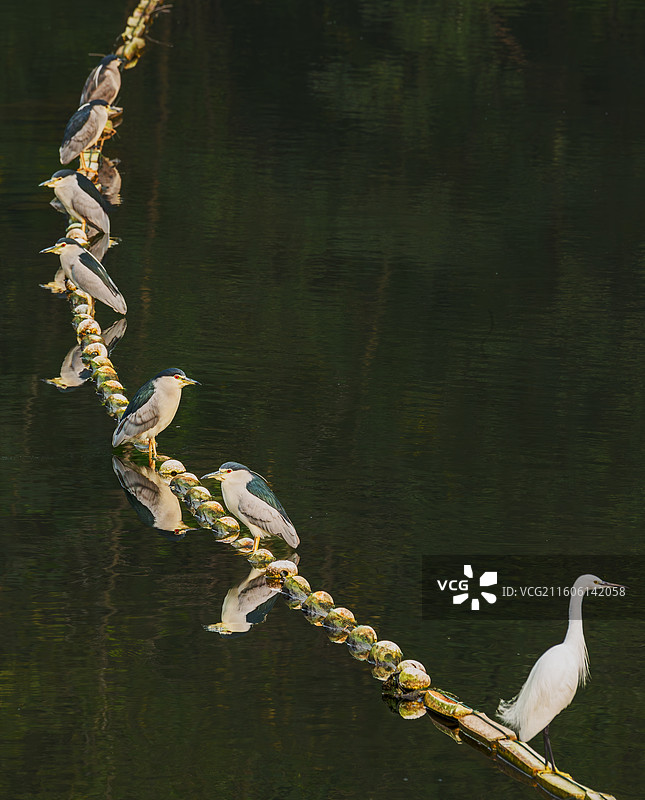夜鹭图片素材