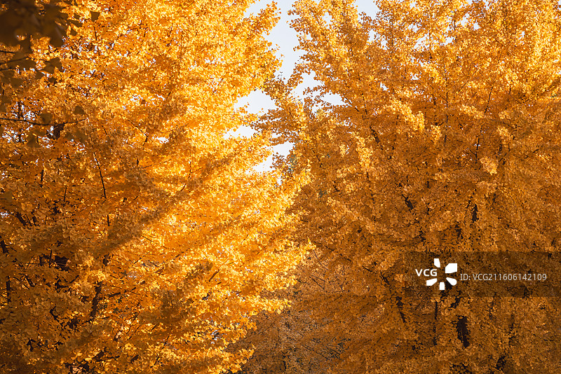 奥林匹克塔银杏图片素材