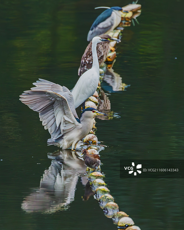 夜鹭图片素材