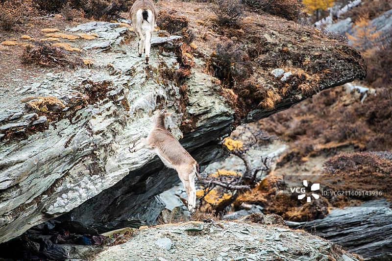 稻城亚丁之国家二级保护野生动物岩羊图片素材