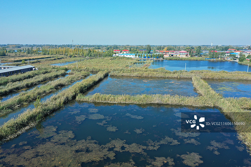 初冬色彩愈斑斓，银杏枫林绘锦笺 鸿雁排云书碧落，轻舟剪雾赛神仙 科幻新城萦瑞气，明珠古淀耀华年图片素材