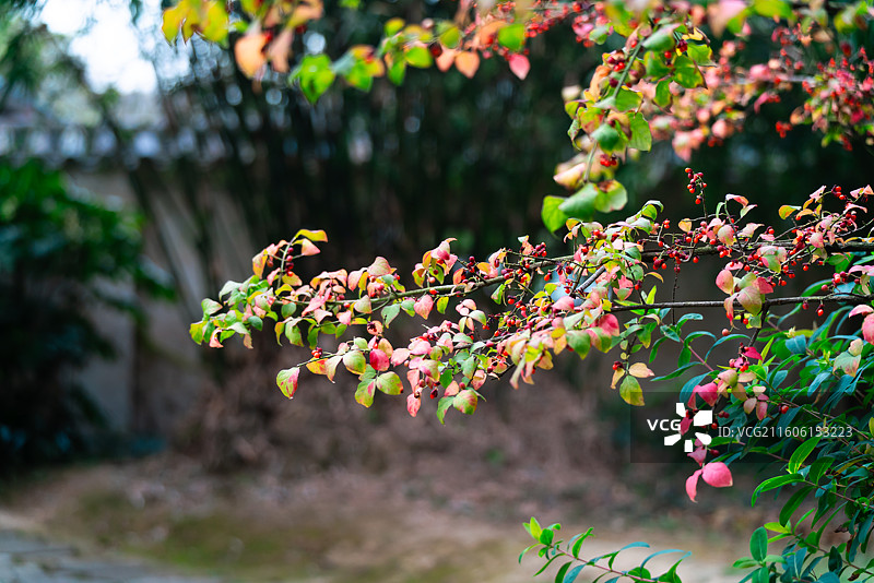 鼋头渚江南兰苑秋色景观图片素材