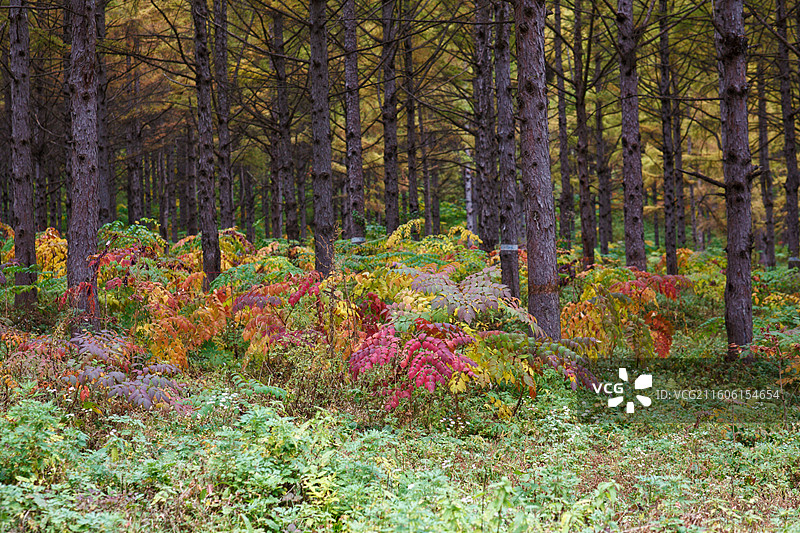 长白山区松林中灌木丛秋季色彩图片素材