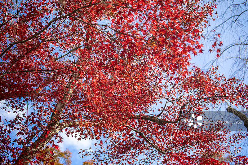 日本京都大原宝泉院的秋季风光图片素材